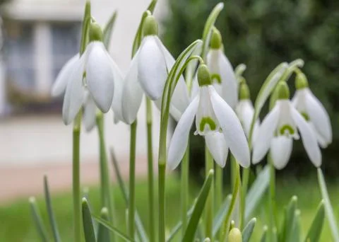 Snowdrops in the garden Stock Photos