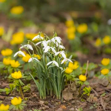 Snowdrops in the garden Stock Photos