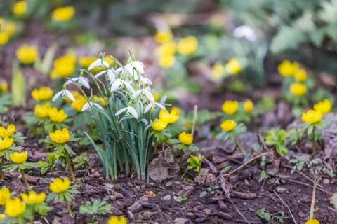 Snowdrops in the garden Stock Photos