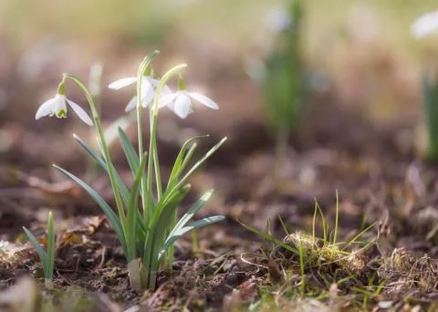 Snowdrops in the garden Stock Photos