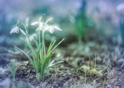 Snowdrops in the garden Stock Photos