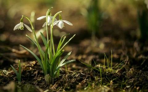 Snowdrops in the garden Stock Photos