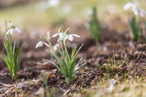 Snowdrops in the garden Stock Photos