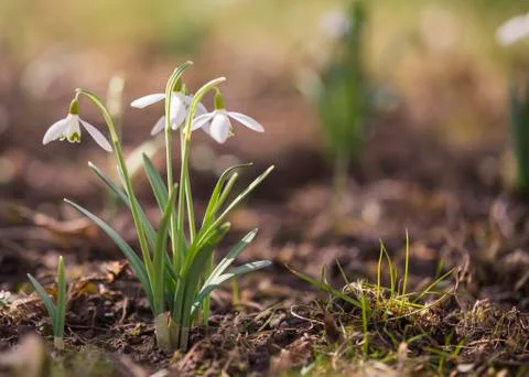 Snowdrops in the garden Stock Photos
