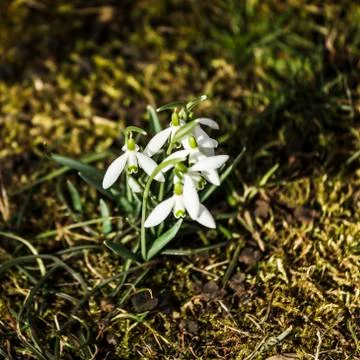 Snowdrops in the garden Stock Photos