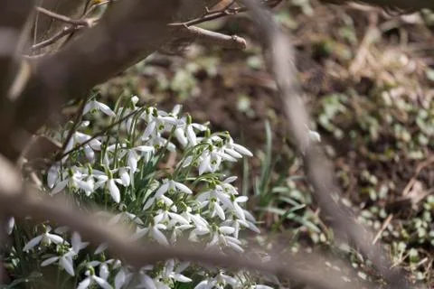 Snowdrops in the garden Stock Photos