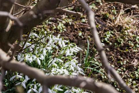 Snowdrops in the garden Stock Photos