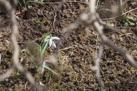 Snowdrops in the garden Stock Photos