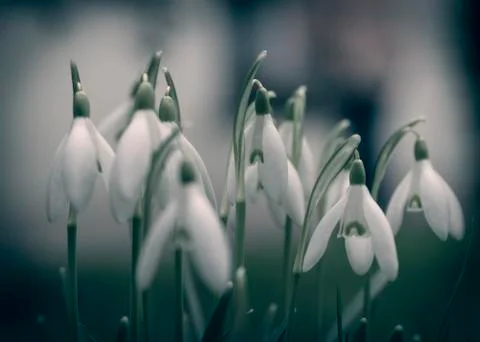 Snowdrops in the garden Stock Photos