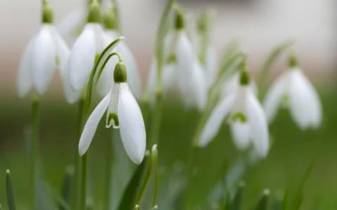 Snowdrops in the garden Stock Photos