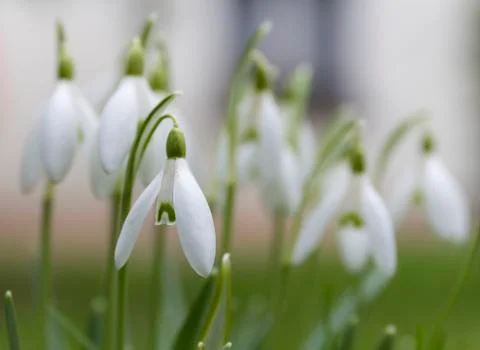 Snowdrops in the garden Stock Photos