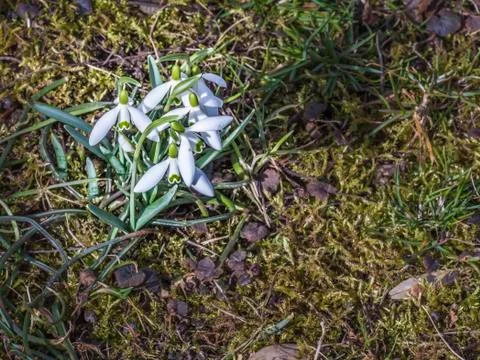 Snowdrops in the garden Foto stock