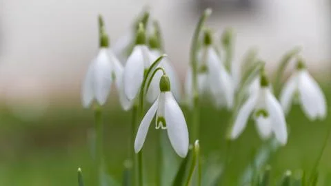 Snowdrops in the garden Stock Photos