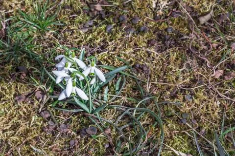 Snowdrops in the garden Stock Photos