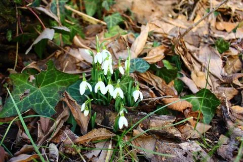 Snowdrops in the garden Stock Photos