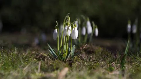 Snowdrops in the garden Stock Photos