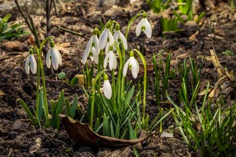 Snowdrops in the garden Stock Photos