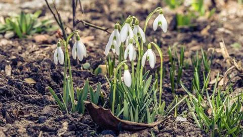 Snowdrops in the garden Stock Photos