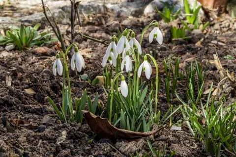 Snowdrops in the garden Stock Photos