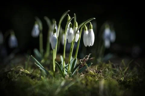 Snowdrops in the garden Stock Photos