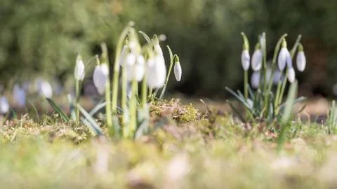 Snowdrops in the garden Stock Photos