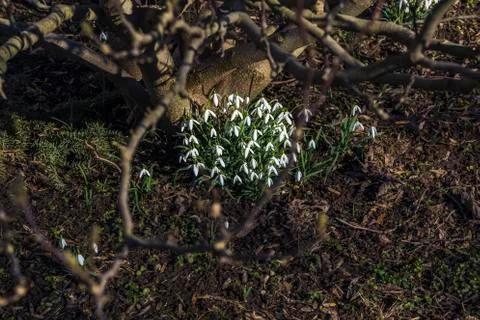 Snowdrops in the garden Stock Photos