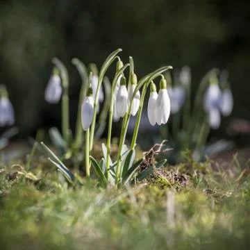 Snowdrops in the garden Stock Photos
