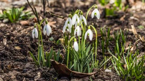 Snowdrops in the garden Stock Photos