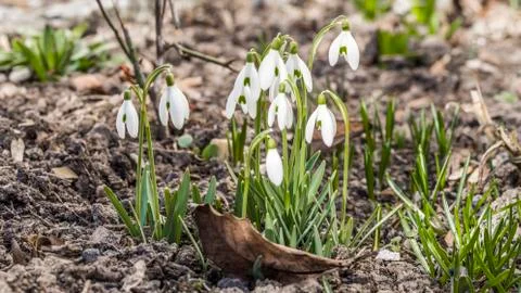 Snowdrops in the garden Stock Photos