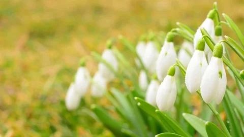 Snowdrops in gentle wind. Stock Footage 73478034