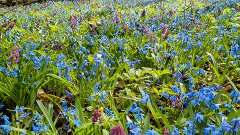 Snowdrops in the grass. Stock Footage 237876876