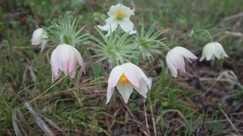 Snowdrops in a green forest Stock Footage 125893198