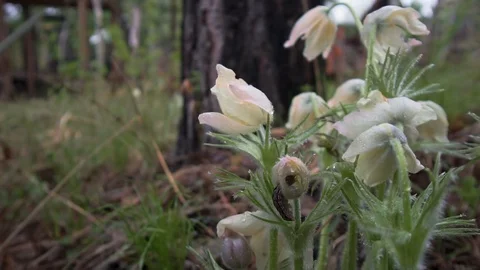 Snowdrops in a green forest part 2 Stock Footage 125899832