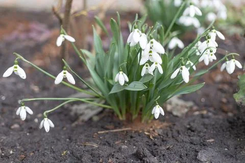 Snowdrops on the ground close-up Stock Photos