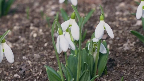 Snowdrops grow from the ground close-up Stock Footage 103805347