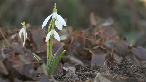 Snowdrops grow in the spring forest. Stock Footage 104393934