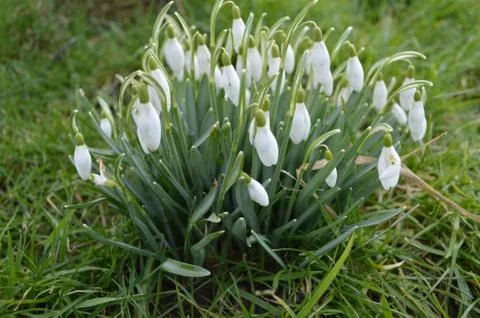 Snowdrops growing amongst the grass Stock Photos