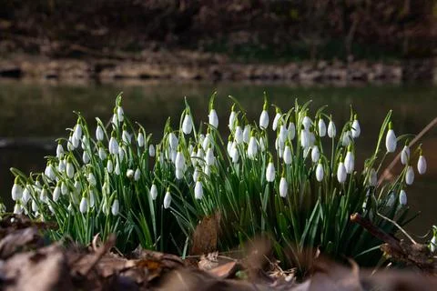Snowdrops growing between dry brown leaves Stock Photos