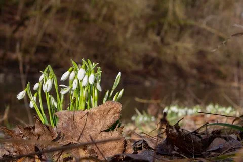 Snowdrops growing between dry brown leaves Stock Photos
