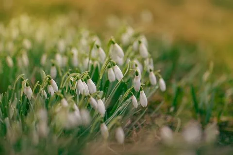Snowdrops growing through snow. Spring background with blooming snowdrops s.. 스톡 사진