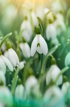 Snowdrops growing through snow. Spring background with blooming snowdrops s.. Stock Photos