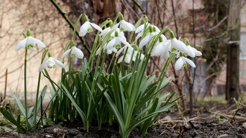 Snowdrops hanging in the wind at the yard. Stock Footage 125672065