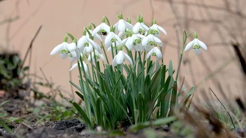 Snowdrops hanging in the wind at the yard. Stock Footage 125698887