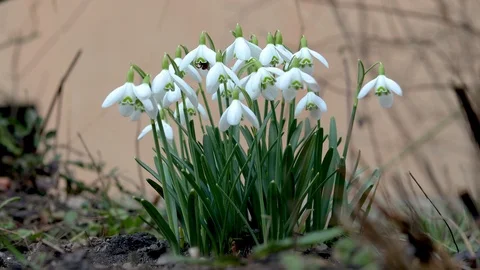 Snowdrops hanging in the wind at the yard. Stock Footage 125699058