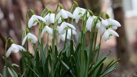Snowdrops hanging in the wind at the yard. Stock Footage 125877188