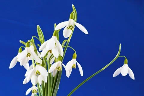 As snowdrops herald of spring Stock Photos