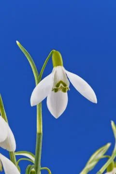 As snowdrops herald of spring Stock Photos