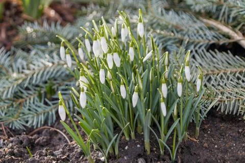 Snowdrops as the heralds of spring. Stock Photos