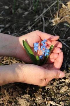 Snowdrops in the human hands Stock Photos