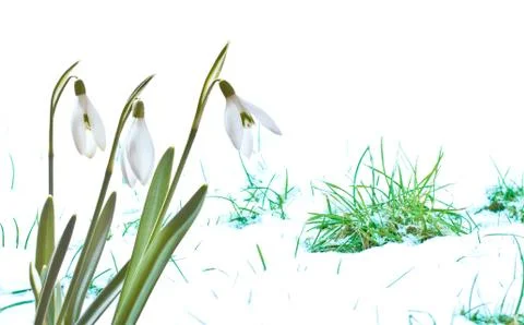 Snowdrops Stock Illustration